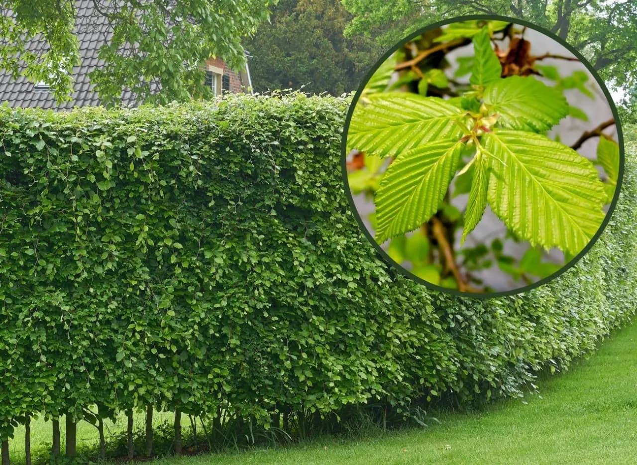 Jak sadzić grab na żywopłot? Oto idealne odległości między roślinami Jak sadzić grab na żywopłot? Oto idealne odległości między roślinami