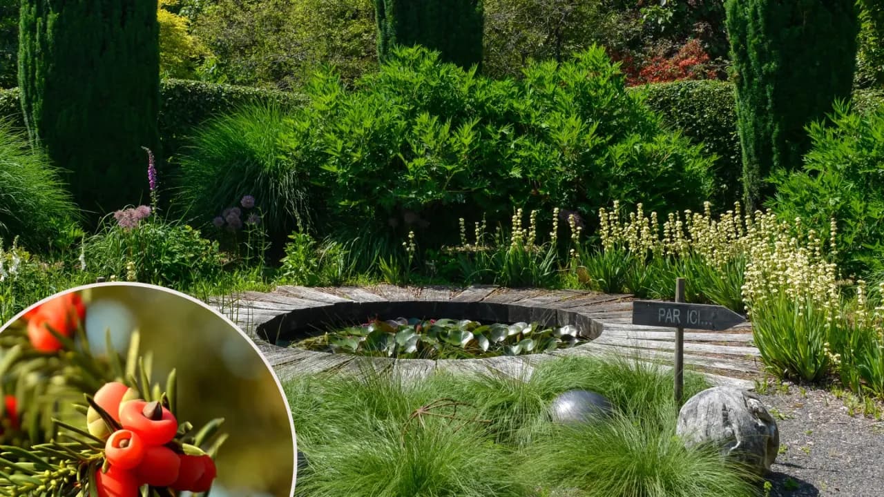 Co posadzić obok cisów, aby stworzyć piękny i harmonijny ogród Co posadzić obok cisów, aby stworzyć piękny i harmonijny ogród