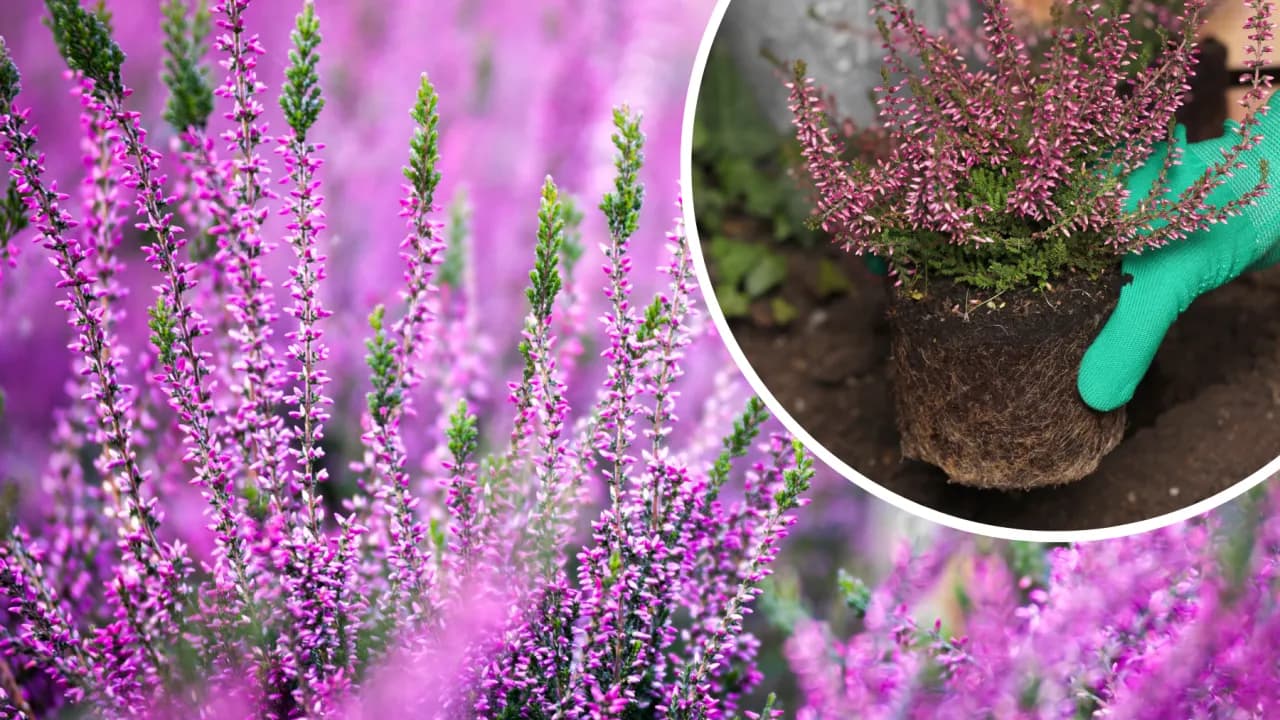 Czy wrzosy zimują w ogrodzie? Sprawdź, jak je ochronić przed mrozem