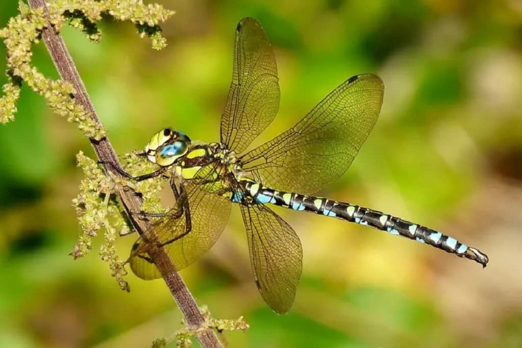 Czym się żywi ważka? Zaskakujące fakty o ich diecie i polowaniach
