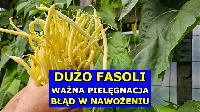 Jak posadzić fasolkę: najważniejsze kroki i błędy do uniknięcia