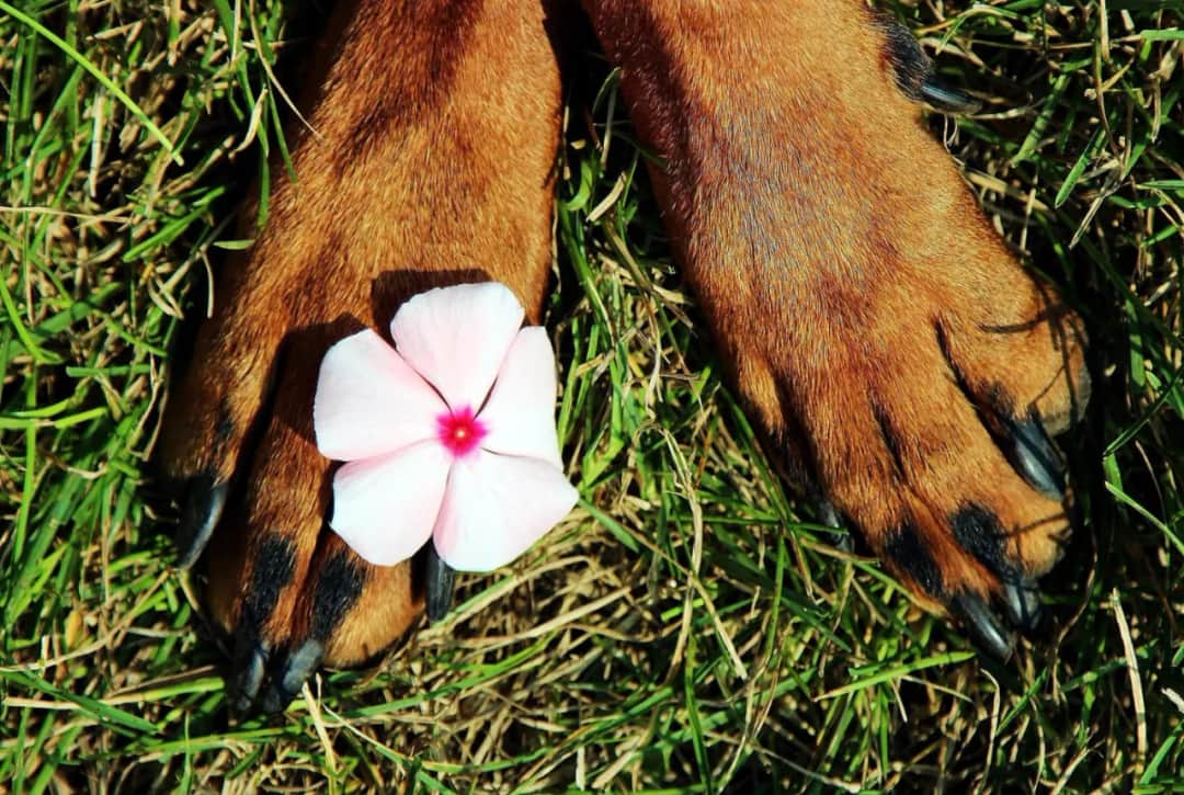 Czy można pochować psa w ogrodzie? Poznaj ważne przepisy i alternatywy Czy można pochować psa w ogrodzie? Poznaj ważne przepisy i alternatywy