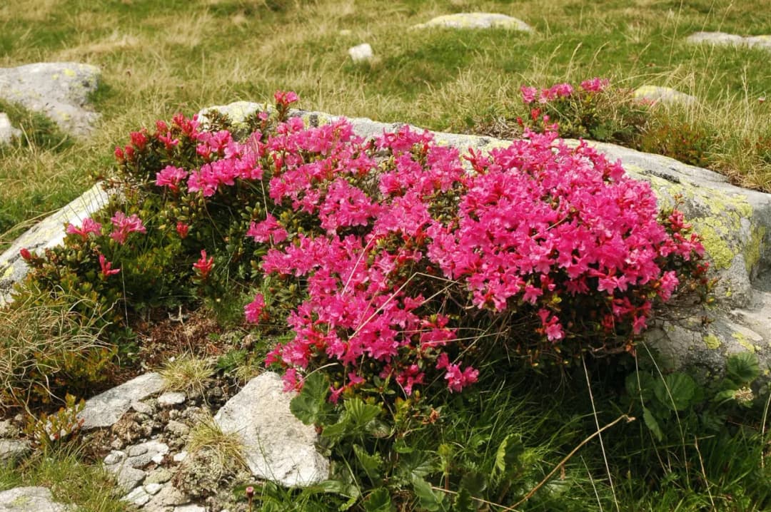 Co posadzić obok rododendron w ogrodzie, by uniknąć błędów aranżacyjnych