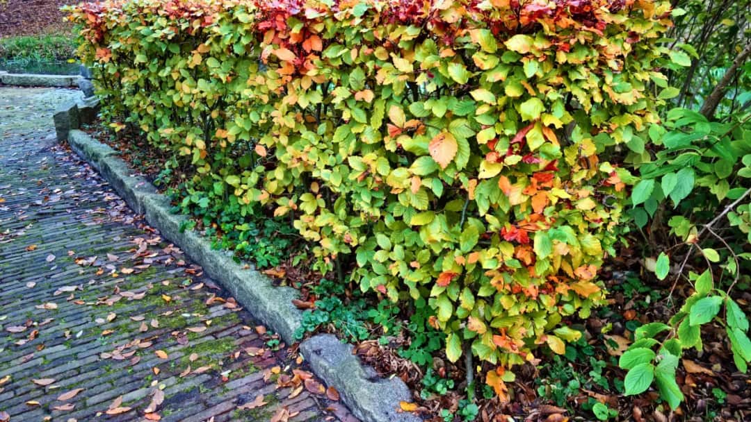 Kiedy przycinać żywopłot z grabu, aby uniknąć błędów w pielęgnacji Kiedy przycinać żywopłot z grabu, aby uniknąć błędów w pielęgnacji