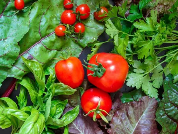 Co posadzić obok pomidorów, aby uniknąć problemów w ogrodzie? Co posadzić obok pomidorów, aby uniknąć problemów w ogrodzie?