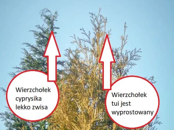 Cyprys czy tuja na żywopłot - co wybrać, by nie żałować?