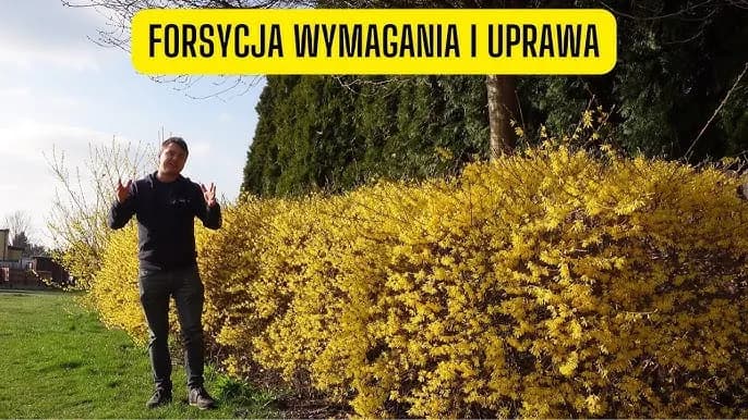 Jak zrobić żywopłot z forsycji - proste kroki do pięknego ogrodu