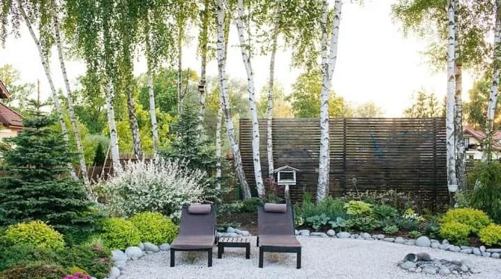 Co posadzić pod brzozami ogrodowisko? Odkryj najlepsze rośliny do cienia Co posadzić pod brzozami ogrodowisko? Odkryj najlepsze rośliny do cienia