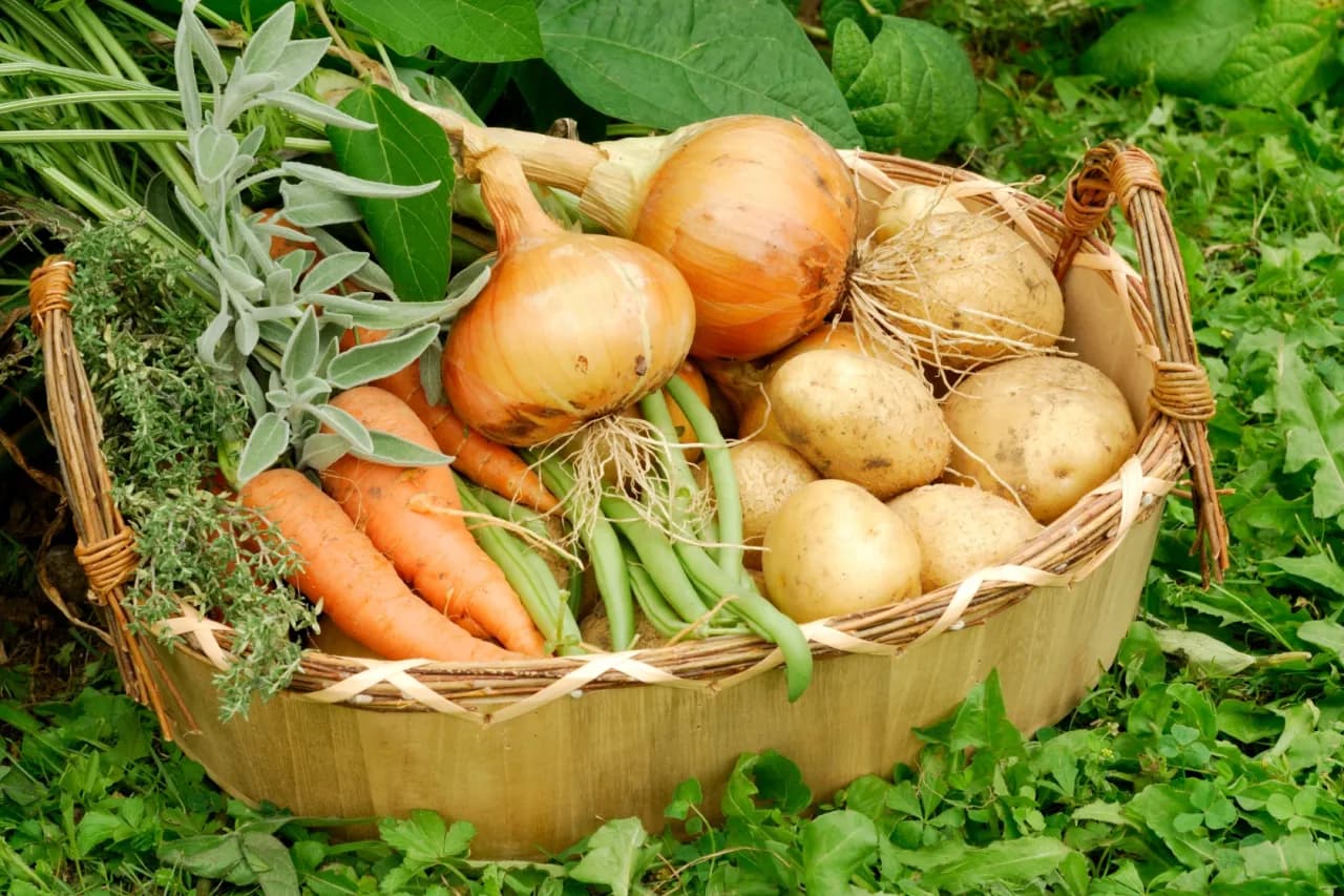 Jakie warzywa w ogrodzie - łatwe w uprawie opcje dla początkujących