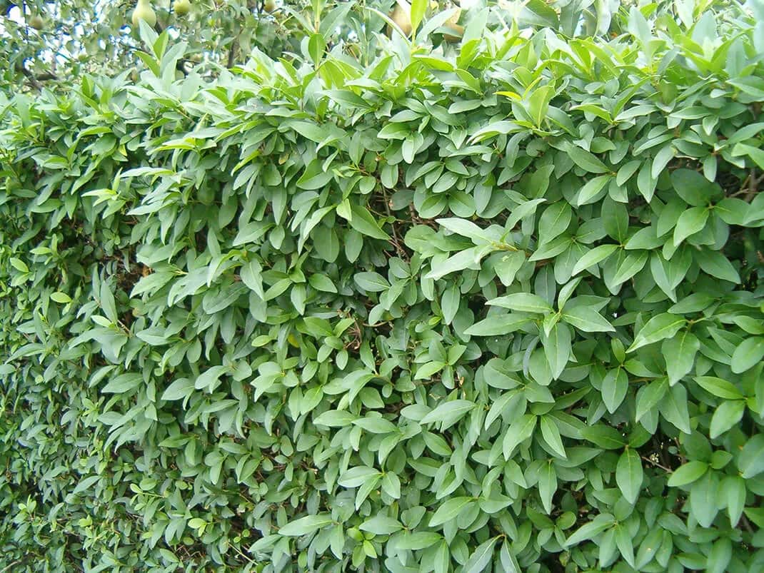 Szybko rosnący zimozielony żywopłot - najlepsze rośliny do ogrodu Szybko rosnący zimozielony żywopłot - najlepsze rośliny do ogrodu