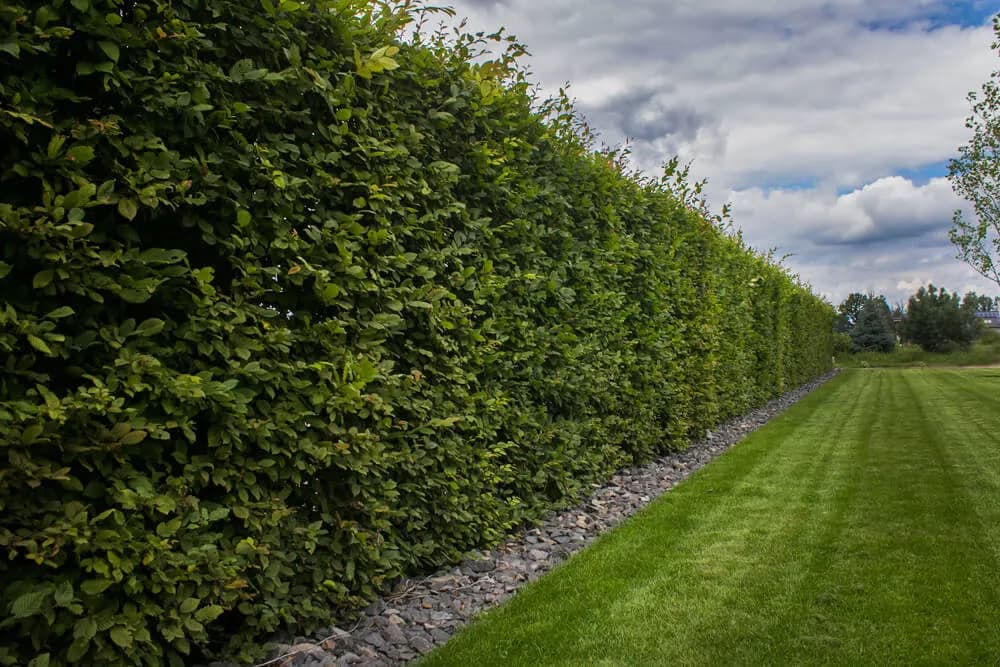 Z czego żywopłot całoroczny? Odkryj rośliny idealne do Twojego ogrodu